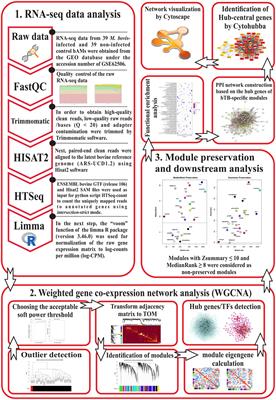 In-depth systems biological evaluation of bovine alveolar macrophages suggests novel insights into molecular mechanisms underlying Mycobacterium bovis infection